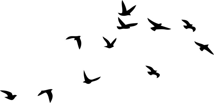 A flock of black birds flying in a clear white sky