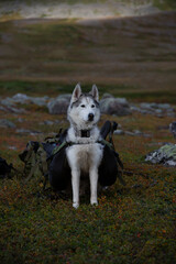 Husky stands on a grassy field with backpacks in the background during a mountain trek © vegarf