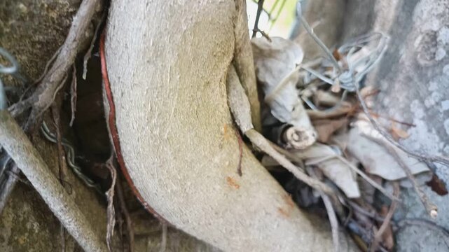 Close up view of red weaver ants moving quickly across the textured surface of old tree roots and bark in a natural environment.