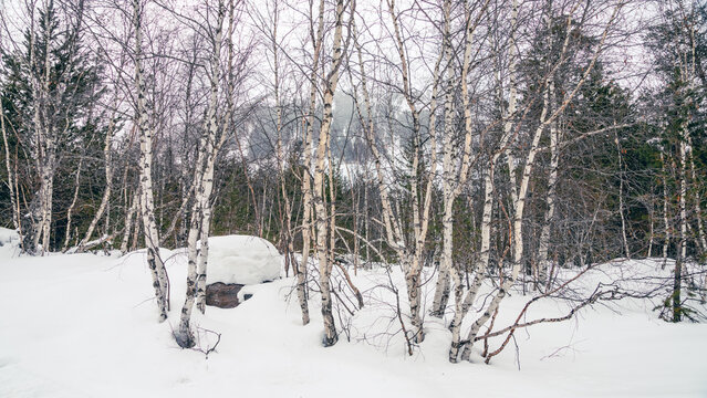 Birch grove in deep snow with distant mountain and evergreen forest under overcast winter sky