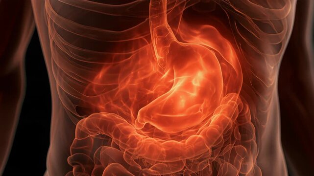 Understanding heartburn and its effects on the digestive system in a simple human anatomy view