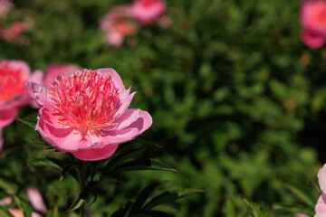 Varietal peonies bloom in a garden during sunny weather showcasing their vibrant petals and lush green leaves © ir1ska