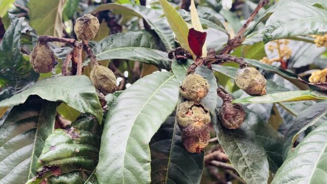 Loquat tree branch with moldy rotten fruits hanging among green leaves video