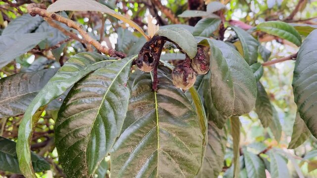 Loquat tree branch with moldy rotten fruits hanging among green leaves video
