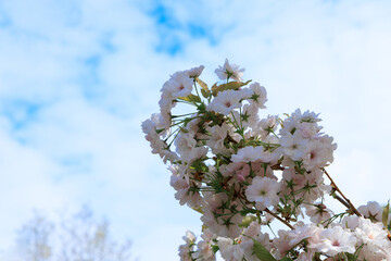 Cherry blossom branches reach toward the blue sky during springtime in a park © ir1ska