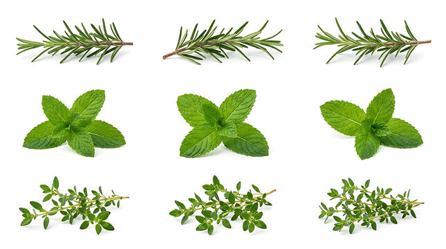 Fresh green mint leaves and rosemary herb sprigs set for healthy cooking and culinary food decoration isolated as a collection of aromatic garden plants for natural recipes