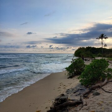 Quiet Dusk Beach with Lone Palm Tree and Footprints, Thalaramba Beach, Matara