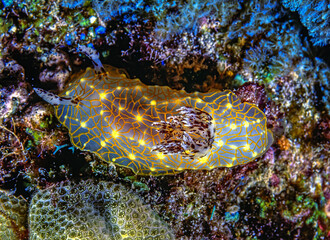 Nudibranch in closeup on coral reef © John Anderson