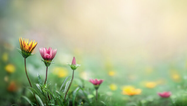 Yellow and purple flowers on a blurred spring and sammer background. Macro shot. Very shallow focus. Summer and spring fantasy flower background. Wide format, free space for design.