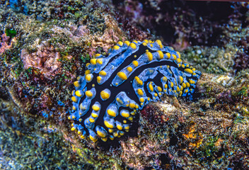 Nudibranch in closeup on coral reef © John Anderson