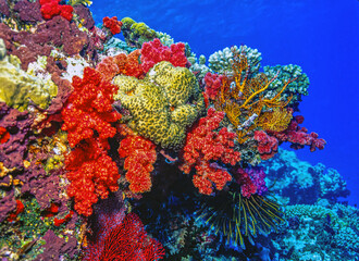 Coral reef off the coast of island in South Pacific, Fiji © John Anderson