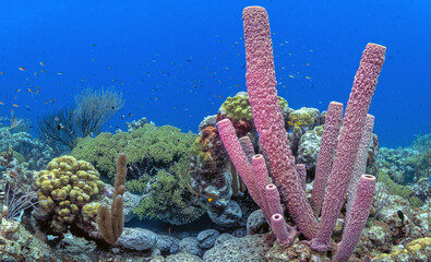 Caribbean coral garden, underwater Bonaire © John Anderson