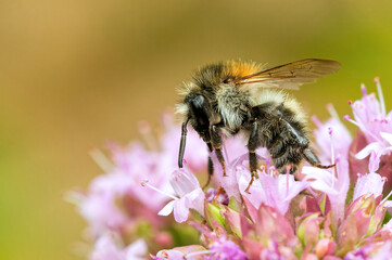Ackerhummel zur Nahrungsaufnahme am Gemeinen Dost © JuergenL