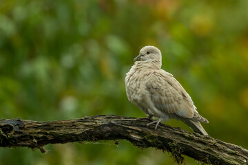 Sierpówka (zwyczajna) - Streptopelia decaocto © artel120(Minasyan)