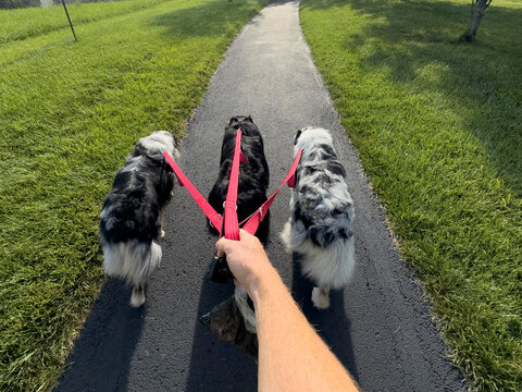 Hand of woman walking three Australian Shepherds in park