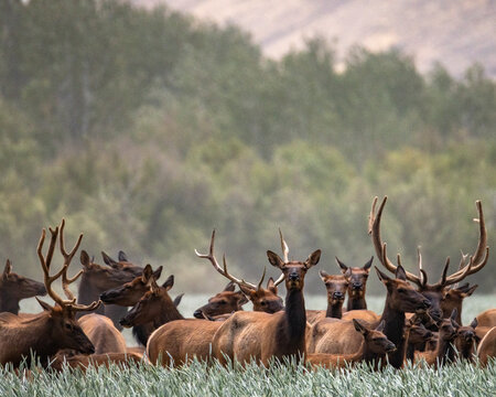 Herd of elk in tall grass