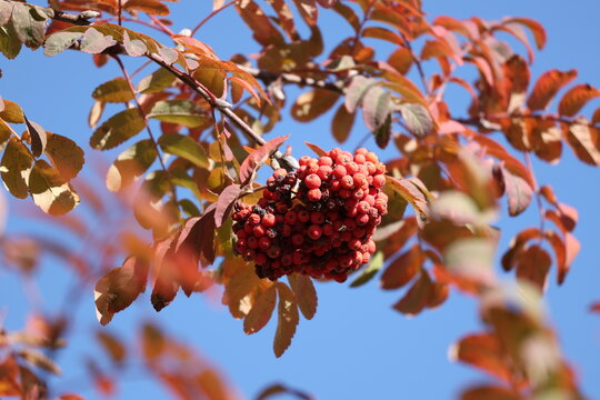 Clusters of bright red rowan berries framed by reddish autumn foliage against the sky, Sorbus aucuparia