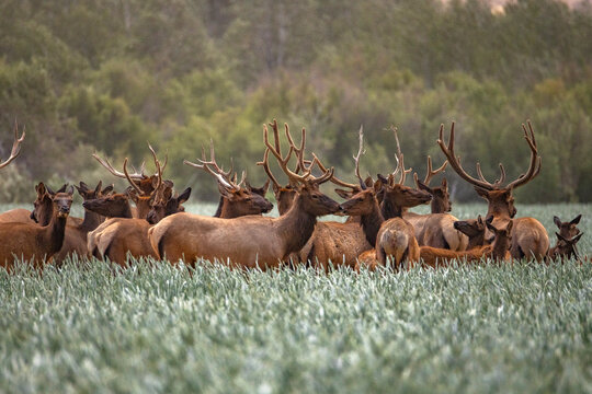 Herd of elk in tall grass