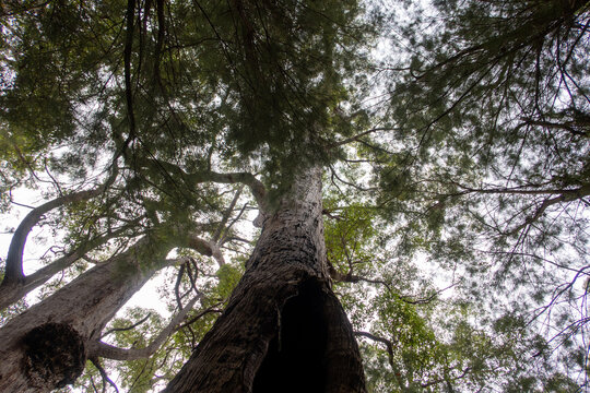 Majestic Trees Towering Over Forest Floor