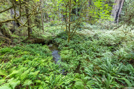 Stream and lush undergrowth in Redwood National Park