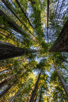 Upview of Coastal Redwood trees in Redwood National Park