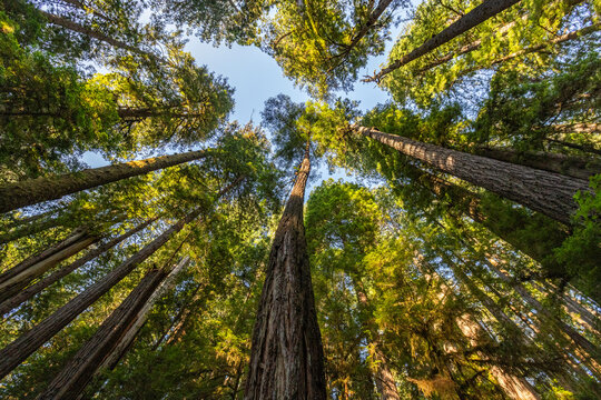 Upview of Coastal Redwood trees in Redwood National Park