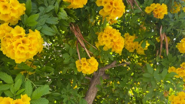 Golden Tecoma stans blossoms fill green branching shrub in natural daylight. This tropical flowering plant is official flower of United States Virgin Islands and floral emblem of Bahamas.