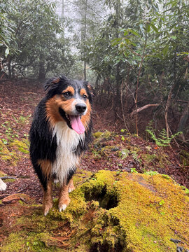 Australian Shepherd on moss covered stump in forest