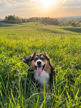 Portrait of Australian Shepherd sitting in grassy field at sunset