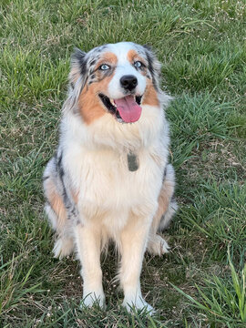 Portrait of Australian Shepherd sitting in field