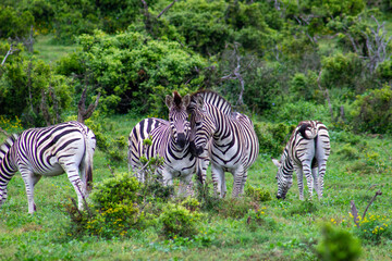 zebra eating grass © Riaan Albrecht