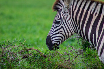zebra eating grass © Riaan Albrecht