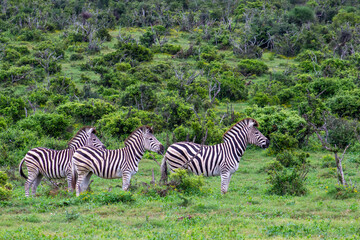 zebra in the grass © Riaan Albrecht
