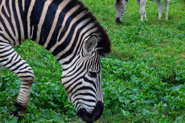 zebra  © Riaan Albrecht