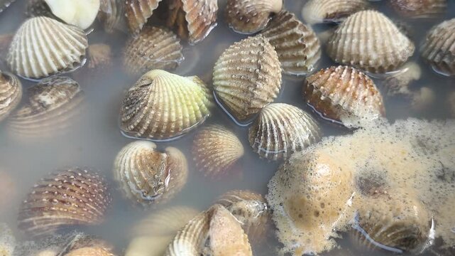 Fresh clams are boiled with garlic and aromatic herbs in a pot. This cooking process enhances rich flavors while removing unwanted fishy odors.