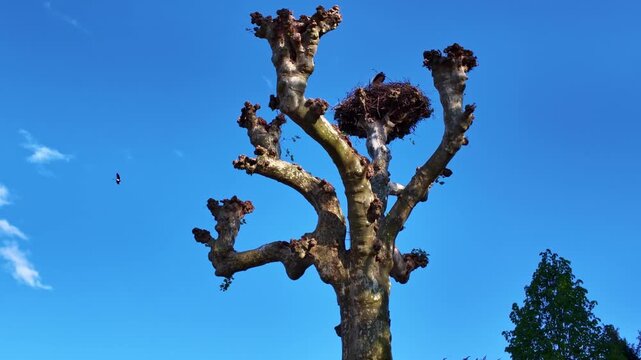 Stork nest atop a pollarded tree in Strasbourg Alsace with a slow push in