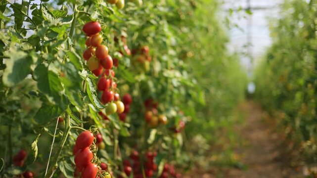 Sunlit greenhouse rows filled with ripe and unripe cherry tomatoes hanging from trellised vines, highlighting fresh produce, sustainable farming, seasonal harvest, texture and vibrant color in agricul