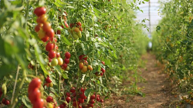 Sunlit greenhouse rows filled with ripe and unripe cherry tomatoes hanging from trellised vines, highlighting fresh produce, sustainable farming, seasonal harvest