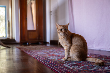 A ginger cat sitting on a carpet in a cozy living room home © LaSu