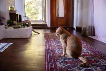 A ginger cat sitting on a carpet in a cozy living room home © LaSu
