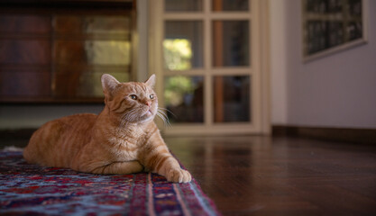 A ginger cat sitting on a carpet in a cozy living room home © LaSu