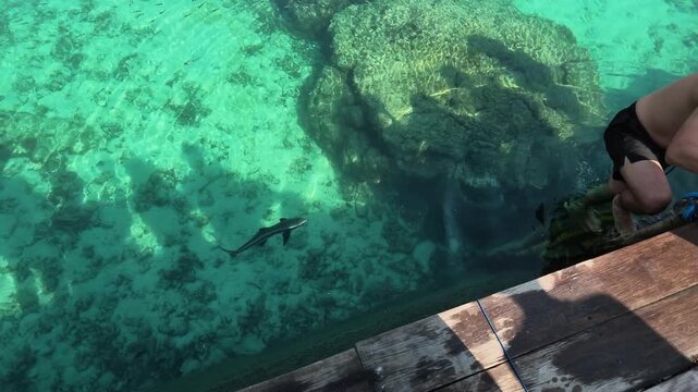 Sharks swimming in a tropical breeding pool at Karimunjawa, Indonesia, showcasing marine wildlife conservation and a popular island tourism destination.