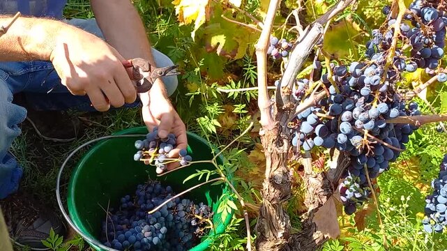 Video Vendemmia manuale, dettaglio di un viticoltore che taglia un grappolo d'uva nera e lo ripone nel secchio durante la raccolta autunnale