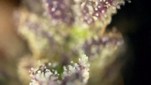 Smooth Microscopic view of Cannabis plant bud developing full, resinous trichomes with milky and amber hues, indicating peak potency for harvest.