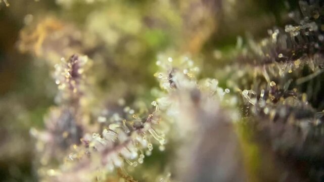 Nice view of Cannabis plant bud developing full, resinous trichomes with milky and amber hues, indicating peak potency for harvest.
