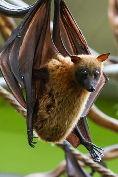 Close-up of a Fruit Bat Perched Upside Down in Natural Habitat