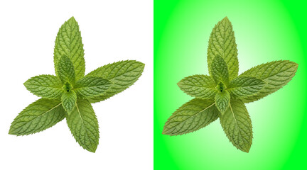 Fresh green mint leaves isolated on a white background, for culinary and, herbal health concepts © Tamim
