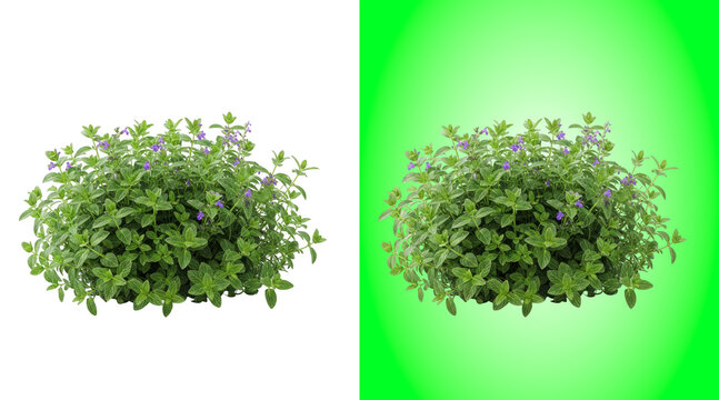 Fresh green mint herb bush with small purple flowers isolated on a clean white background view