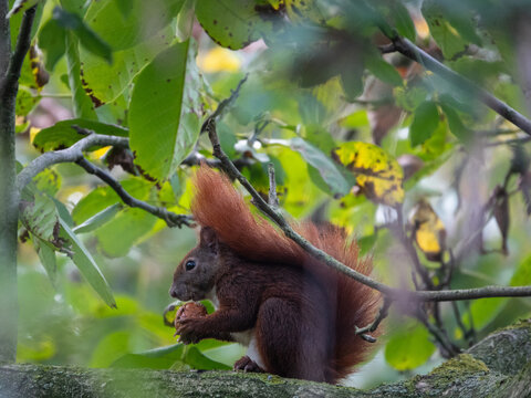 Eichh&ouml;rnchen auf Futtersuche in einem Walnussbaum