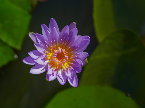Single purple lotus flower and green leaves